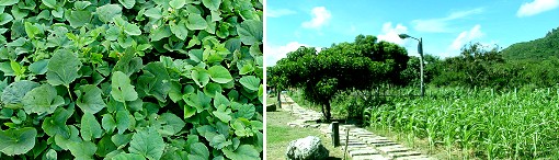 Kenting Stony Brook Nature Farm